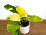 Philodendron Jungle Fever Variegated (Exact Plant Pictured) #43A in 6" Pot
