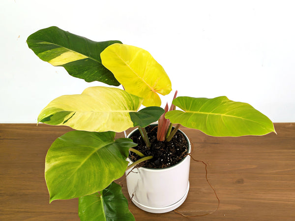 Philodendron Jungle Fever Variegated (Exact Plant Pictured) #43A in 6" Pot