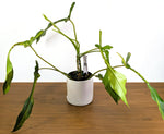 Philodendron Joepii Variegated (Exact Plant Pictured) #43A in 6" Pot