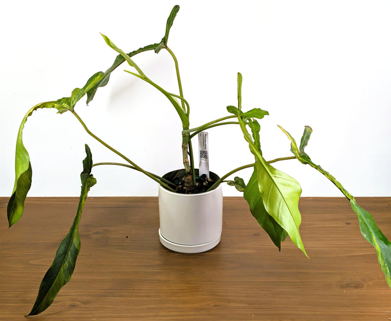 Philodendron Joepii Variegated (Exact Plant Pictured) #43A in 6" Pot