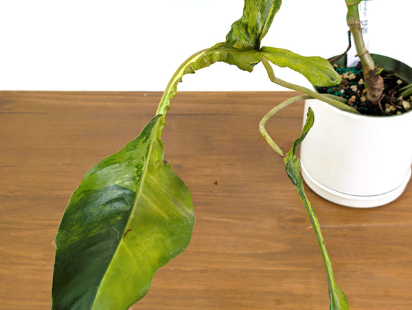 Philodendron Joepii Variegated (Exact Plant Pictured) #43A in 6" Pot