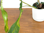 Philodendron Joepii Variegated (Exact Plant Pictured) #43A in 6" Pot