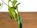 Philodendron Joepii Variegated (Exact Plant Pictured) #43A in 6" Pot