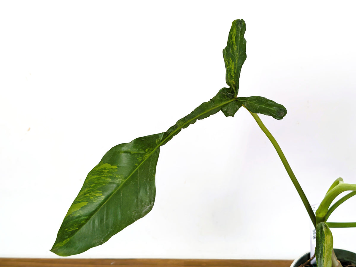 Philodendron Joepii Variegated (Exact Plant Pictured) #43A in 6" Pot