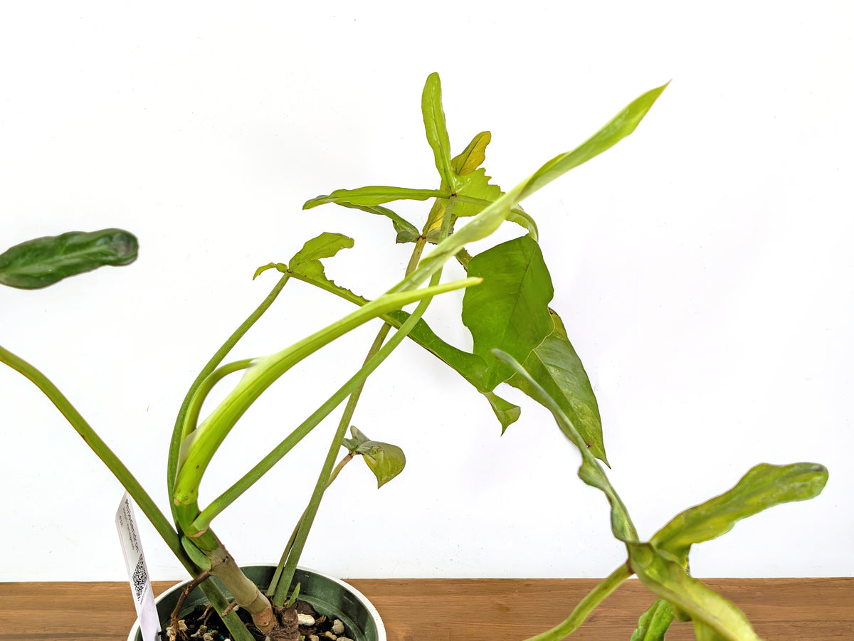 Philodendron Joepii Variegated (Exact Plant Pictured) #43A in 6" Pot