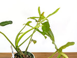 Philodendron Joepii Variegated (Exact Plant Pictured) #43A in 6" Pot