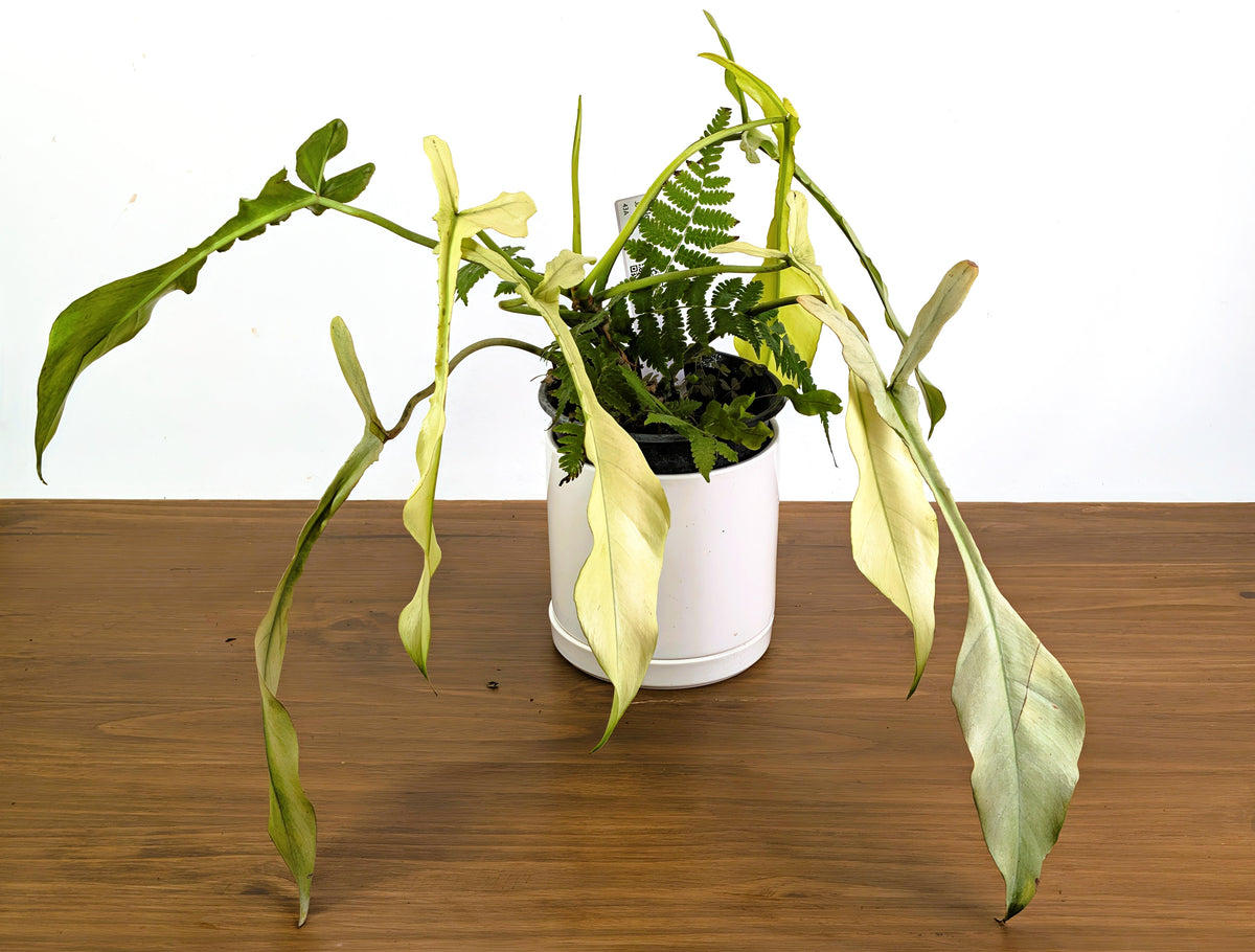 Philodendron Joepii Ghost Variegated (Exact Plant Pictured) #43A in 1 Gallon Pot