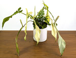 Philodendron Joepii Ghost Variegated (Exact Plant Pictured) #43A in 1 Gallon Pot