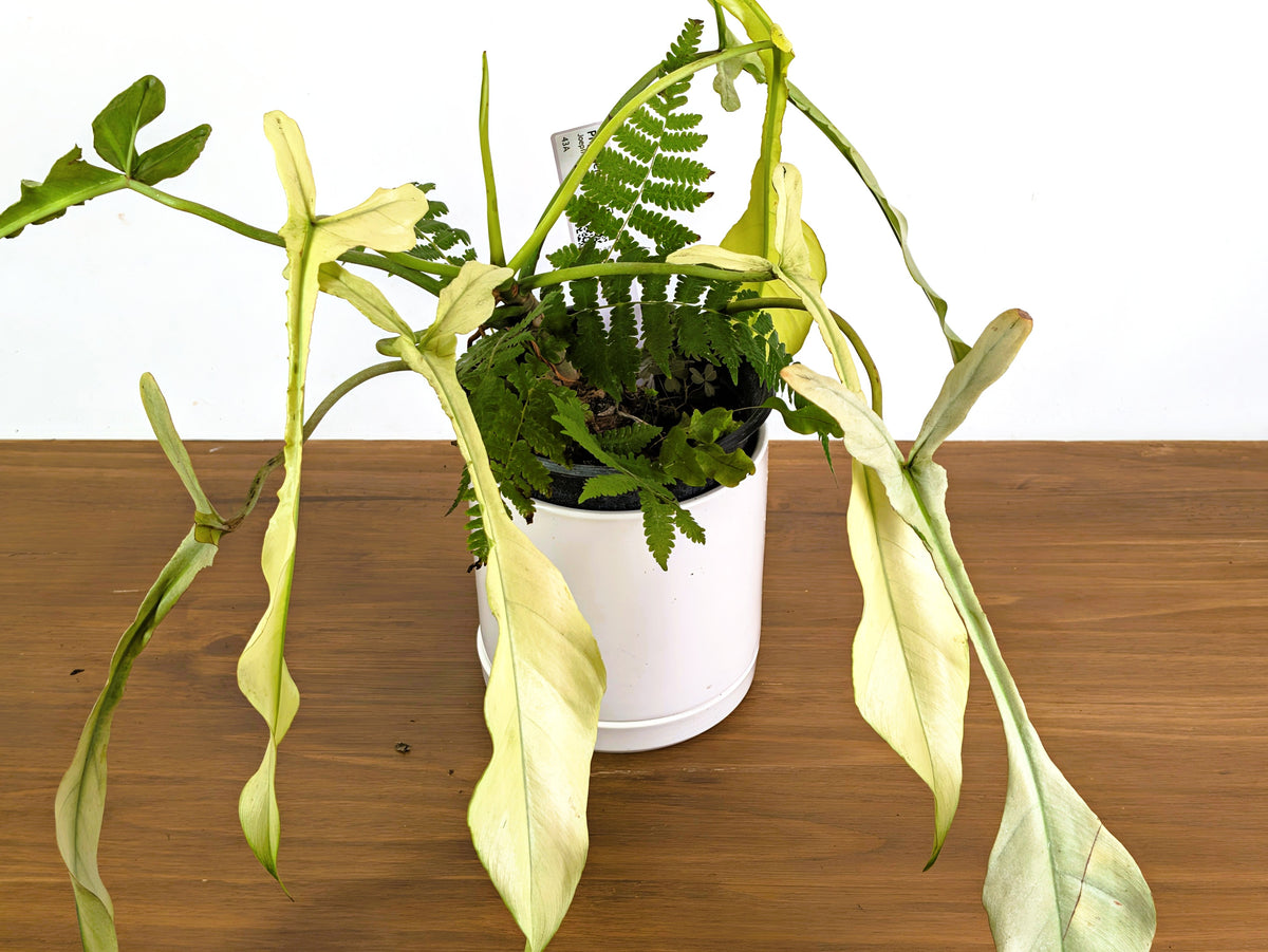 Philodendron Joepii Ghost Variegated (Exact Plant Pictured) #43A in 1 Gallon Pot