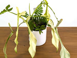 Philodendron Joepii Ghost Variegated (Exact Plant Pictured) #43A in 1 Gallon Pot