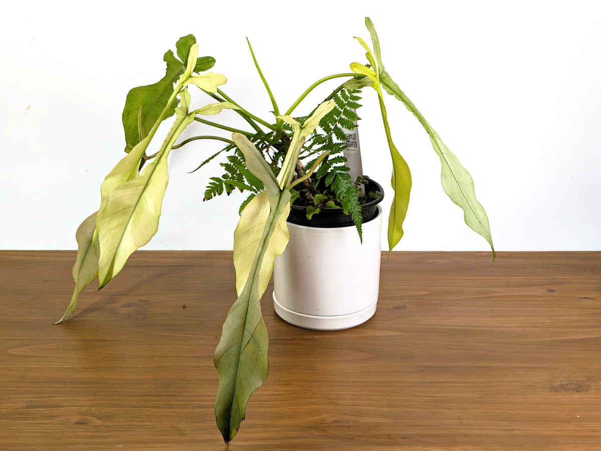 Philodendron Joepii Ghost Variegated (Exact Plant Pictured) #43A in 1 Gallon Pot