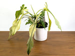 Philodendron Joepii Ghost Variegated (Exact Plant Pictured) #43A in 1 Gallon Pot