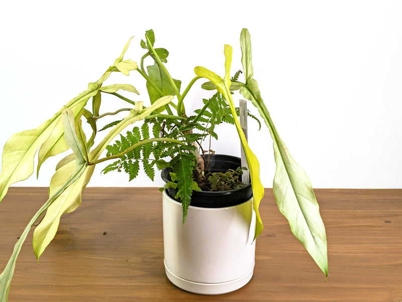 Philodendron Joepii Ghost Variegated (Exact Plant Pictured) #43A in 1 Gallon Pot