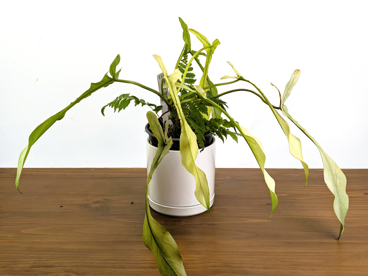 Philodendron Joepii Ghost Variegated (Exact Plant Pictured) #43A in 1 Gallon Pot