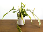 Philodendron Joepii Ghost Variegated (Exact Plant Pictured) #43A in 1 Gallon Pot