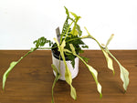 Philodendron Joepii Ghost Variegated (Exact Plant Pictured) #43A in 1 Gallon Pot