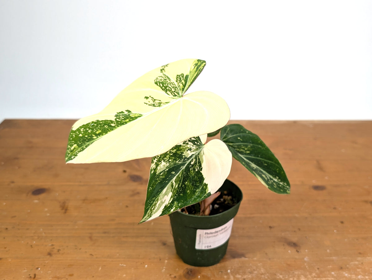 Philodendron Gloriosum Variegated (Type 2) - EXACT Plant #19A