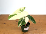Philodendron Gloriosum Variegated (Type 2) - EXACT Plant #19A