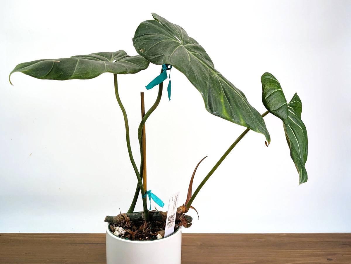 Philodendron Gloriosum x Maximum - Exact Plant #27A - 6" Pot
