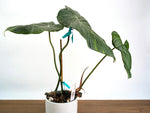 Philodendron Gloriosum x Maximum - Exact Plant #27A - 6" Pot