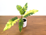 Philodendron Narrow 'Jungle Boogie' Variegated - Exact Plant #20B