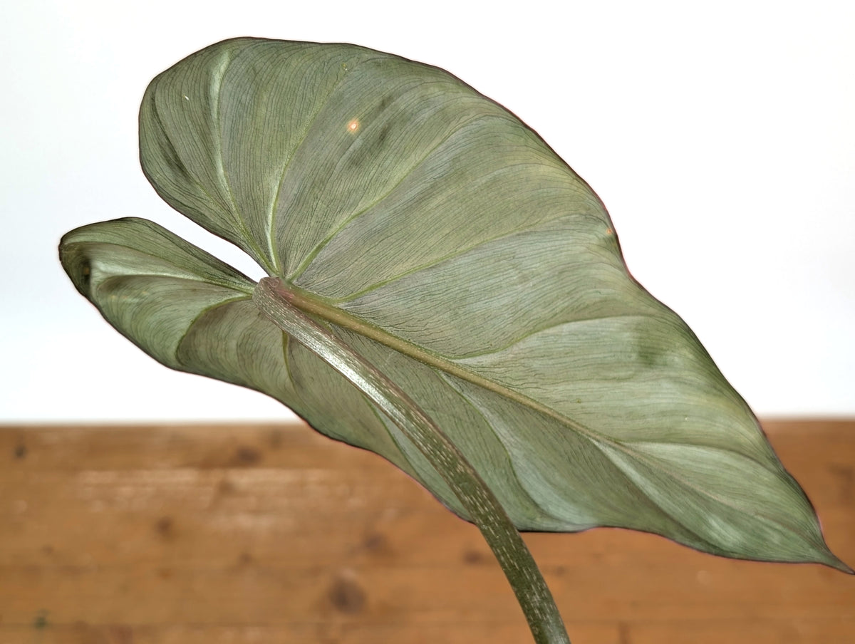 Philodendron Gloriosum x Maximum - Exact Plant #15G