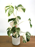 Monstera Albo - Exact Plant #13D Half Moon