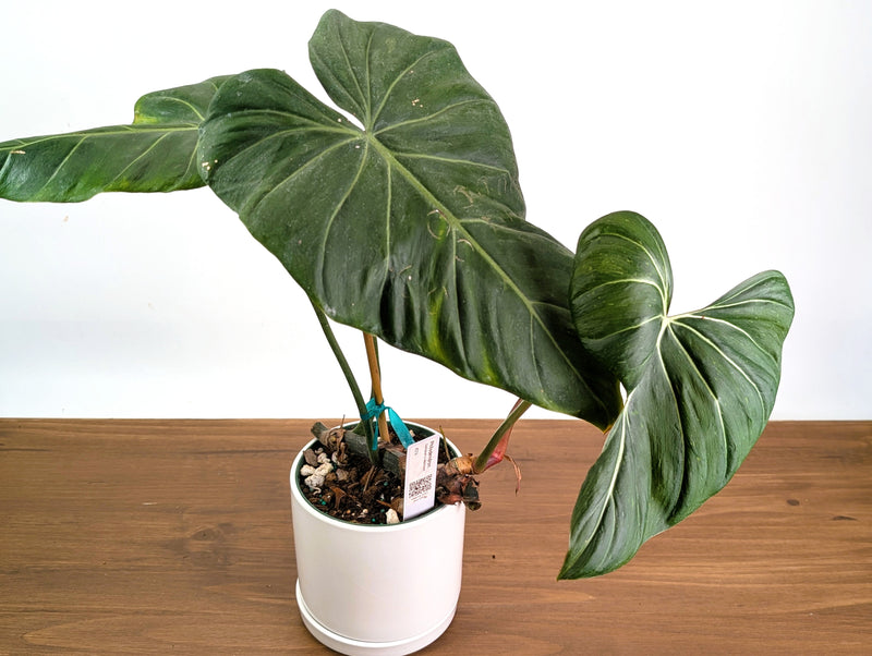 Philodendron Gloriosum x Maximum - Exact Plant #27A - 6" Pot