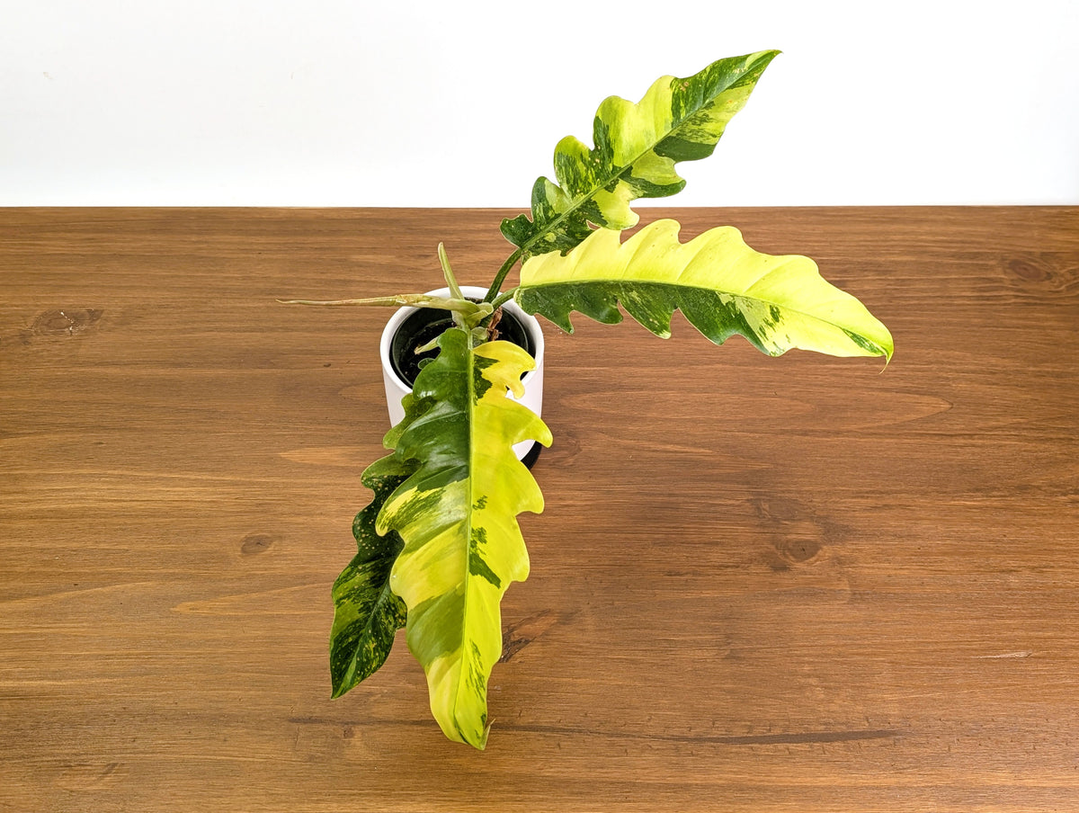 Philodendron Narrow 'Jungle Boogie' Variegated - Exact Plant #20B