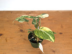 Philodendron Gloriosum Variegated (Type 2) - EXACT Plant #20A