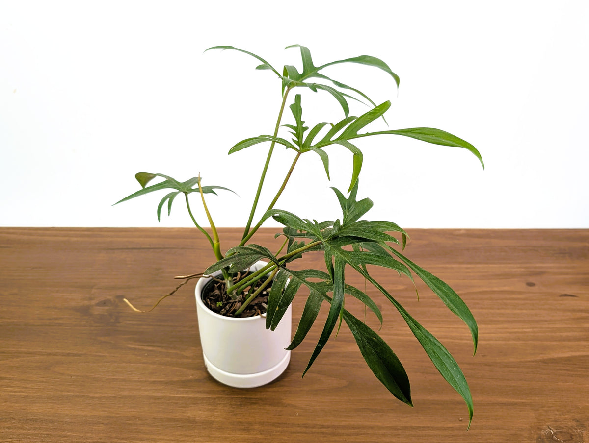 Philodendron Florida Beauty x Polypodioides - Exact #20A - 4 inch