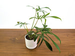 Philodendron Florida Beauty x Polypodioides - Exact #20A - 4 inch