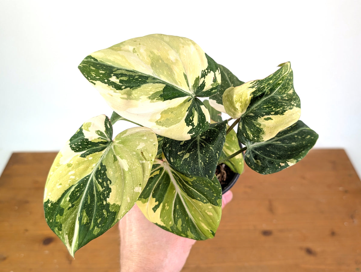 Philodendron Gloriosum Variegated (Type 2) - EXACT Plant #19C