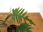 Philodendron Florida Beauty x Tortum (Green) Exact Plant #37A