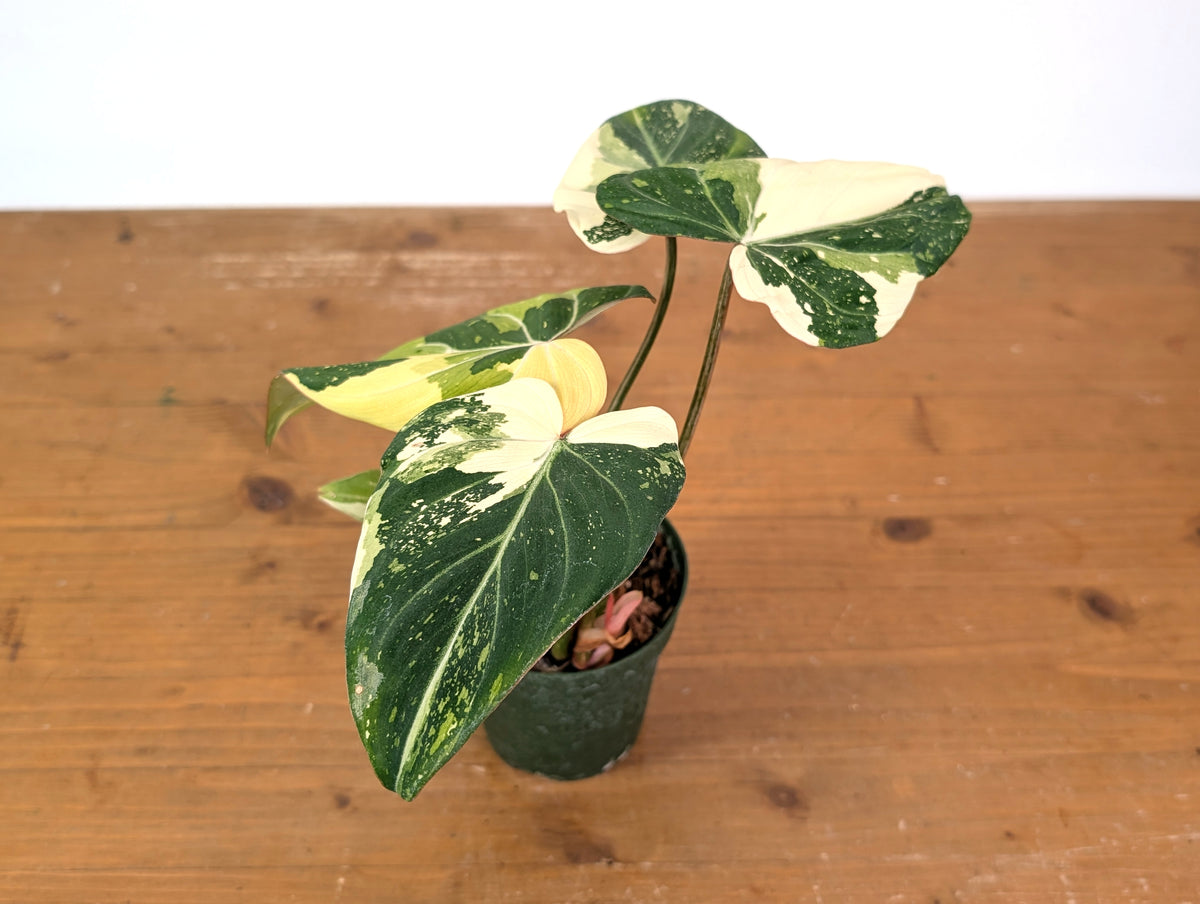 Philodendron Gloriosum Variegated - Exact Plant #13D