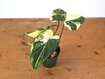 Philodendron Gloriosum Variegated - Exact Plant #13D