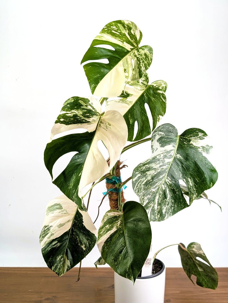 Monstera Albo Borsigniana Variegata - Exact Plant #27D - 6" Pot