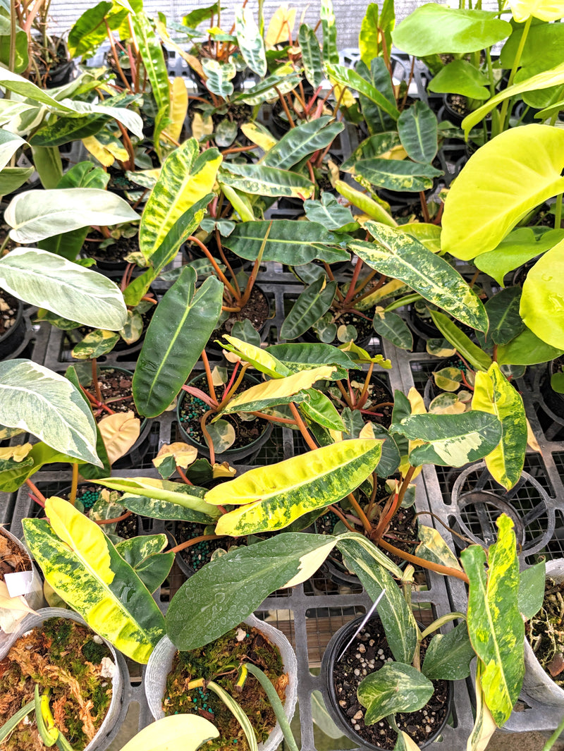 Philodendron Billietiae Variegated