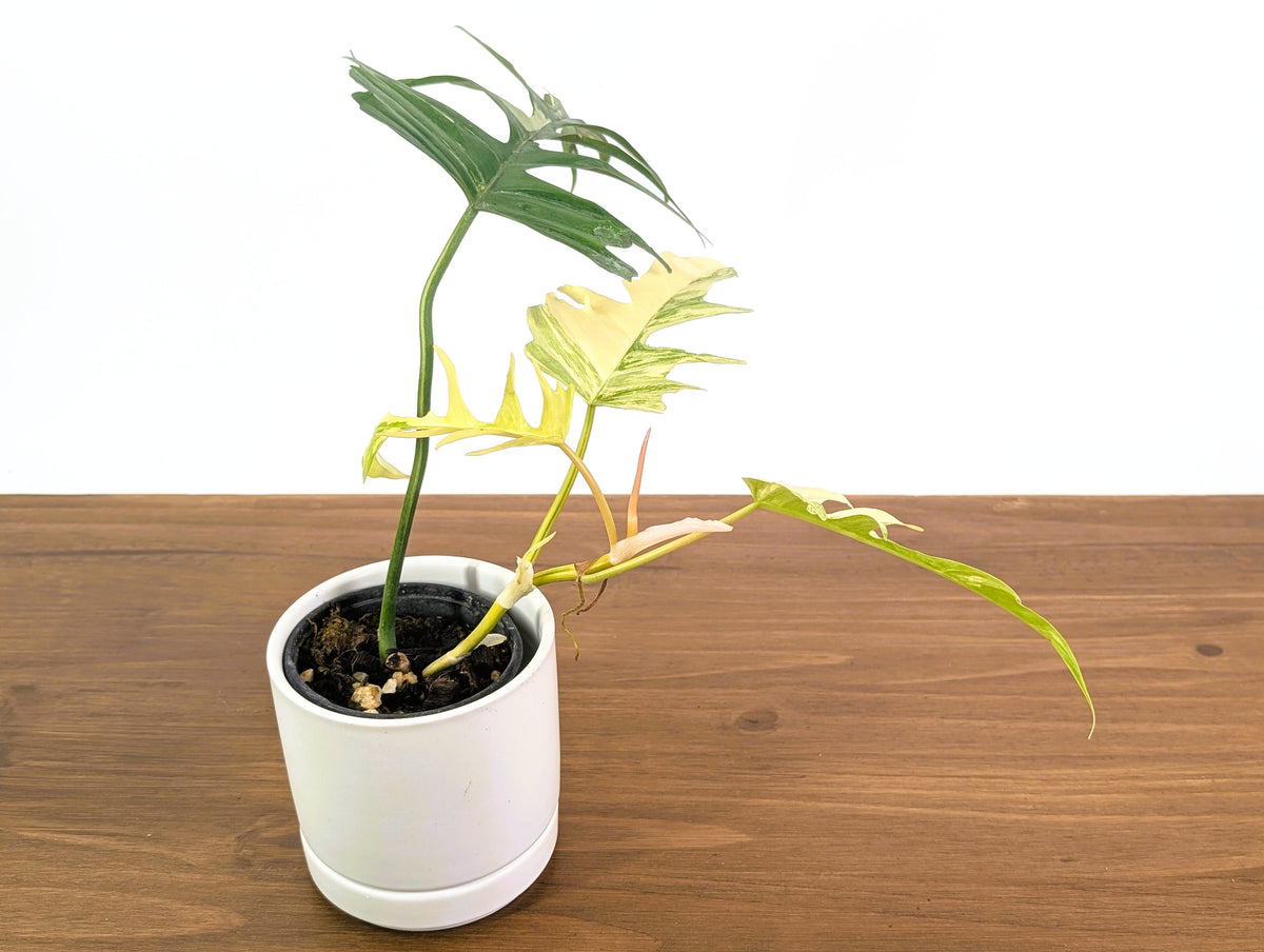 Philodendron Florida Beauty Variegated x Tortum Exact Plant in 4" Pot - #27A