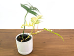 Philodendron Florida Beauty Variegated x Tortum Exact Plant in 4" Pot - #27A