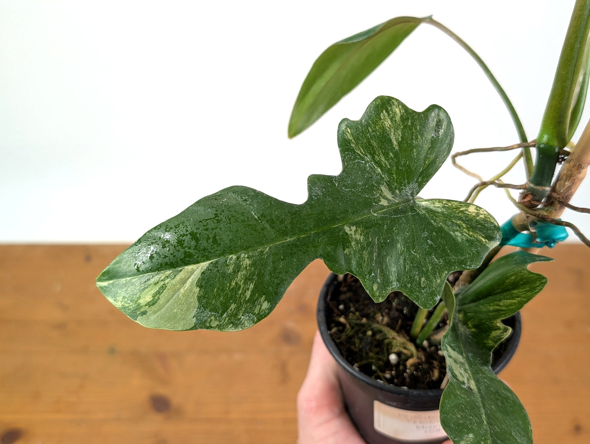 Philodendron Florida Beauty x Mayoi - Exact Plant #10B
