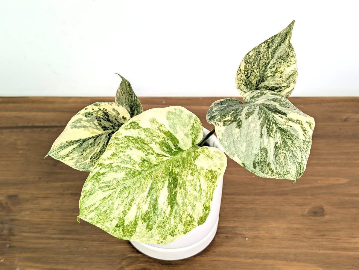 Monstera Legacy