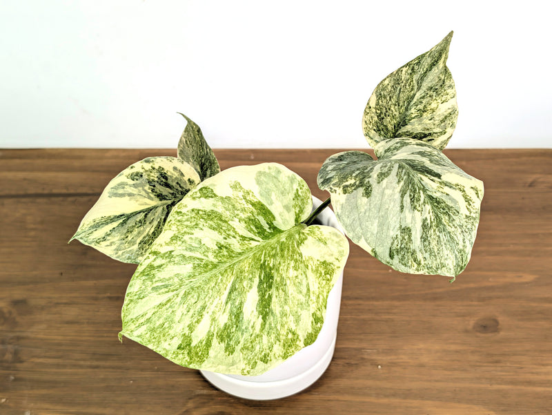 Monstera Legacy