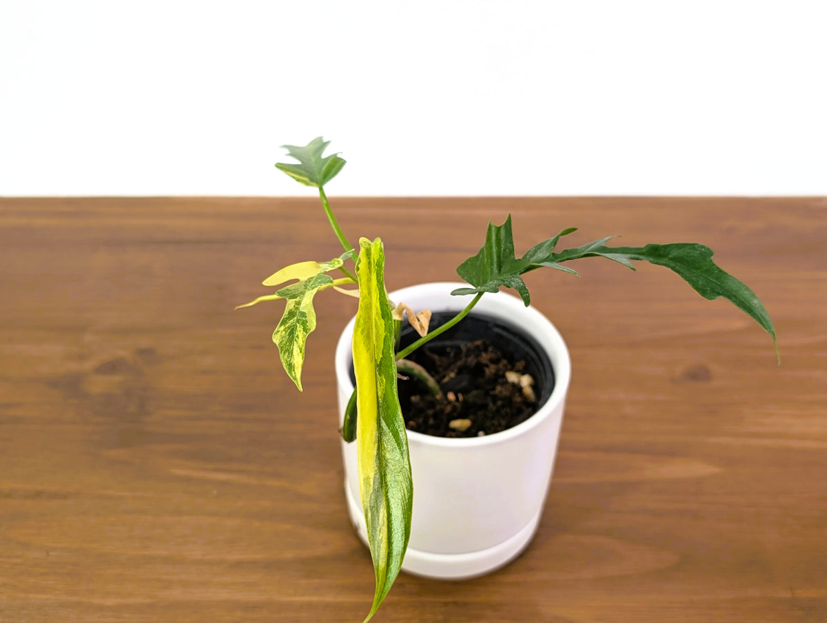Philodendron Florida Beauty Variegated x Tortum Exact Plant in 4" - #20A
