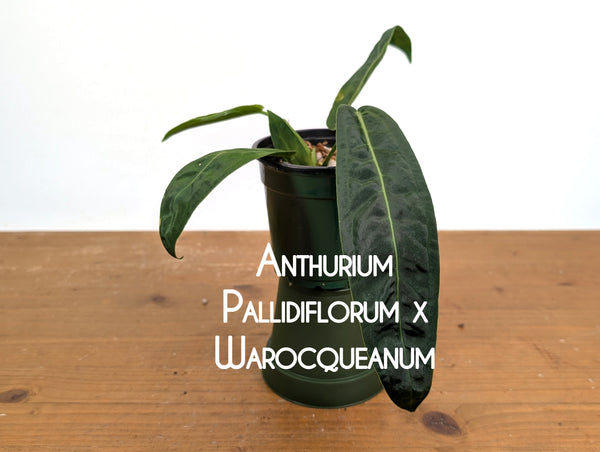 Anthurium Amazon Princess (pallidiflorum x warocqueanum)
