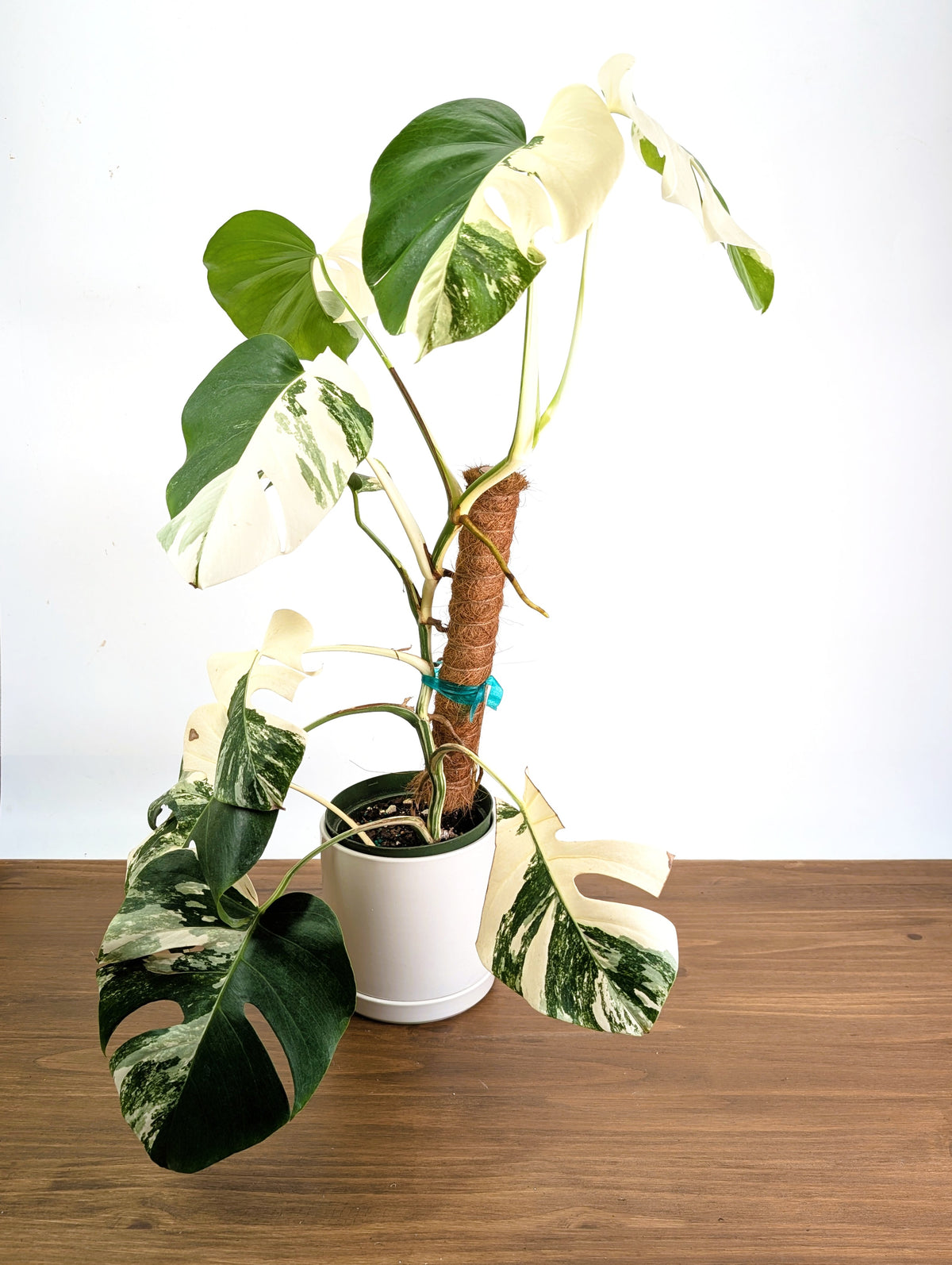 Monstera Borsigniana Albo Variegata - Exact Plant #20C - 6" Pot
