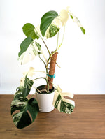 Monstera Borsigniana Albo Variegata - Exact Plant #20C - 6" Pot