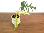Philodendron Florida Beauty Variegated x Tortum Exact Plant in 4" Pot - #27A