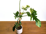 Philodendron Florida Beauty x Mayoi Variegated - Exact Plant #24C in 4" Pot