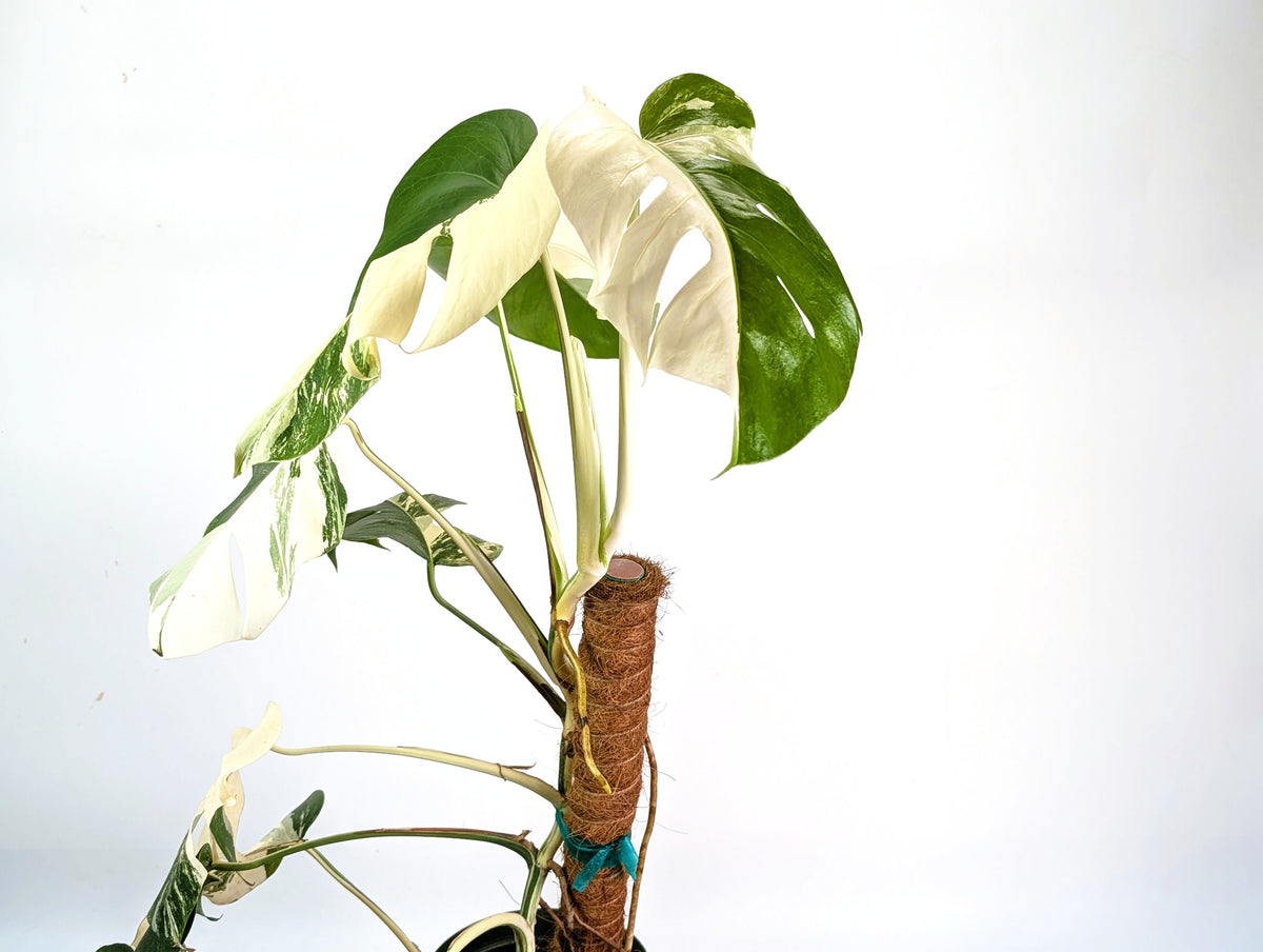 Monstera Borsigniana Albo Variegata - Exact Plant #20C - 6" Pot